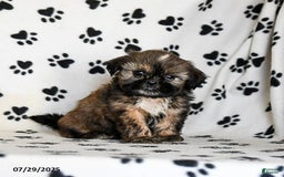 Shih Tzu dogs for sale: Penny - Image 3