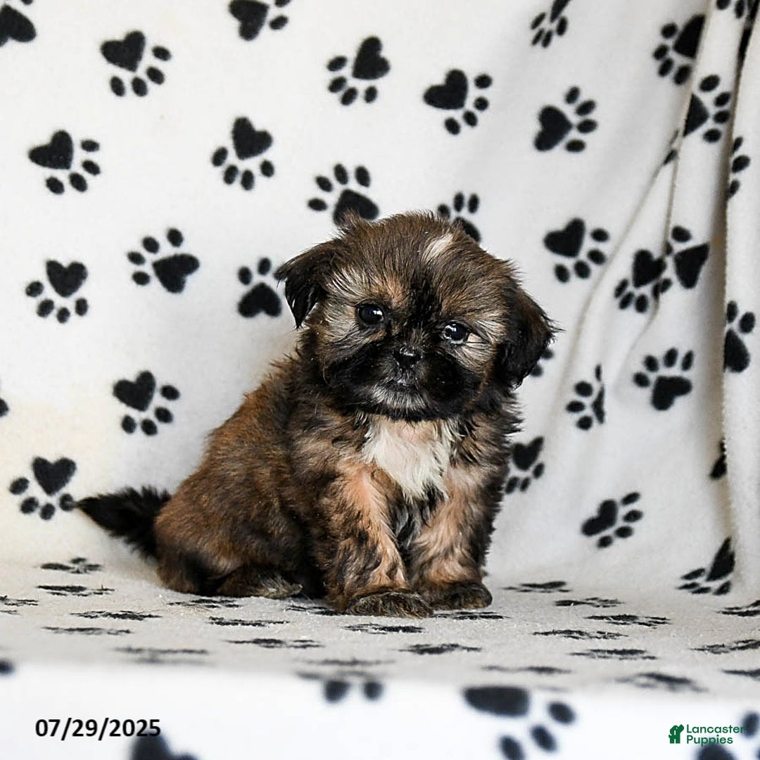 Shih Tzu dogs for sale: Penny - Image 3