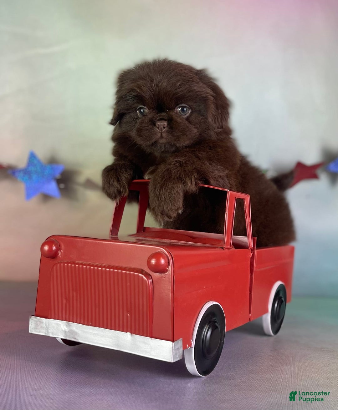 Pekingese dogs for sale: Akc Chocolate Mocha Dna Ofa - Image 2