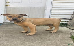 American Bully dogs for sale: Enzo - Image 7