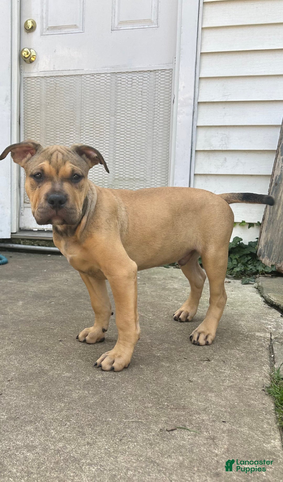 American Bully dogs for sale: Enzo - Image 7
