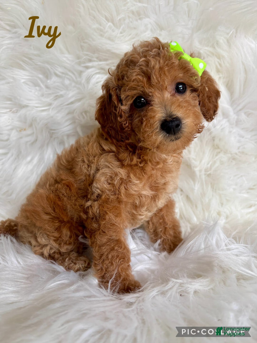Cavapoo dogs for sale: Ivy - Image 1