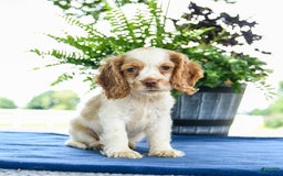 Cocker Spaniel dogs for sale: Bella - Image 1