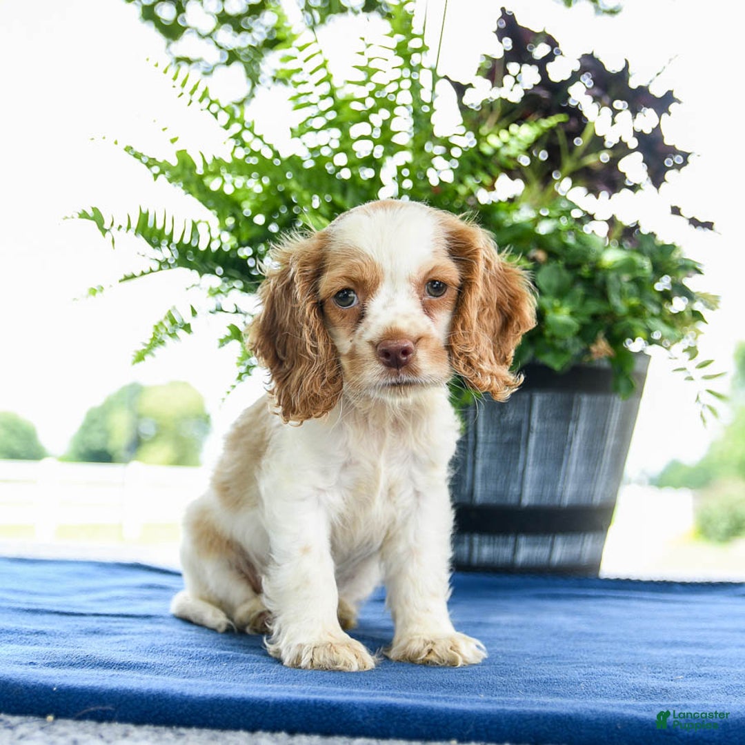 Cocker Spaniel dogs for sale: Bella - Image 1