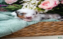 Doxiepoo dogs for sale: Calypso - Image 3