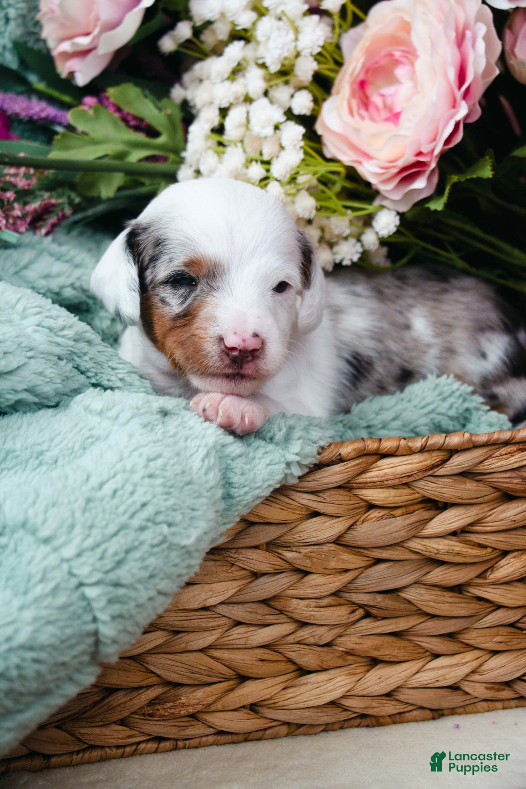 Doxiepoo dogs for sale: Calypso - Image 3
