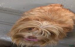 Yorkshire Terrier dogs for sale: Donnie - Image 5