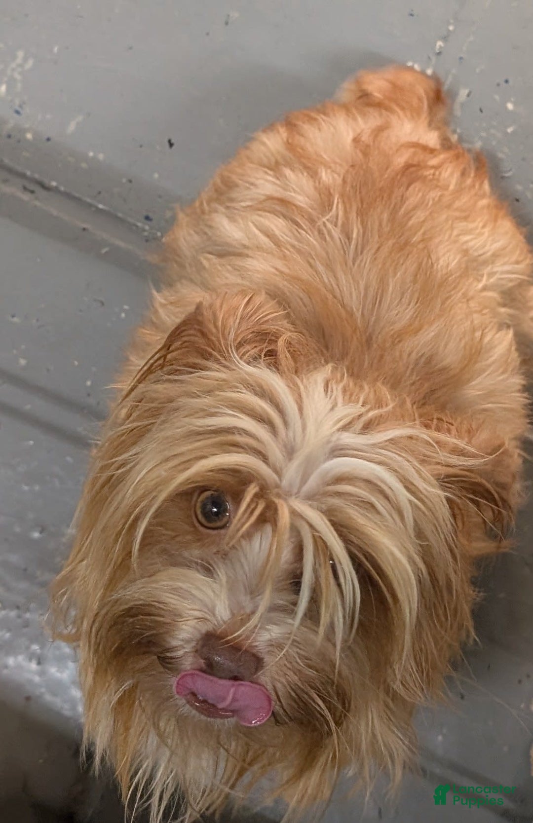 Yorkshire Terrier dogs for sale: Donnie - Image 5