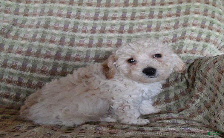 Bichpoo dogs for sale - Ad 1