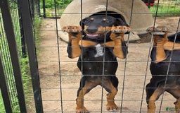 Doberman Pinscher dogs for sale: Sandy - Image 2