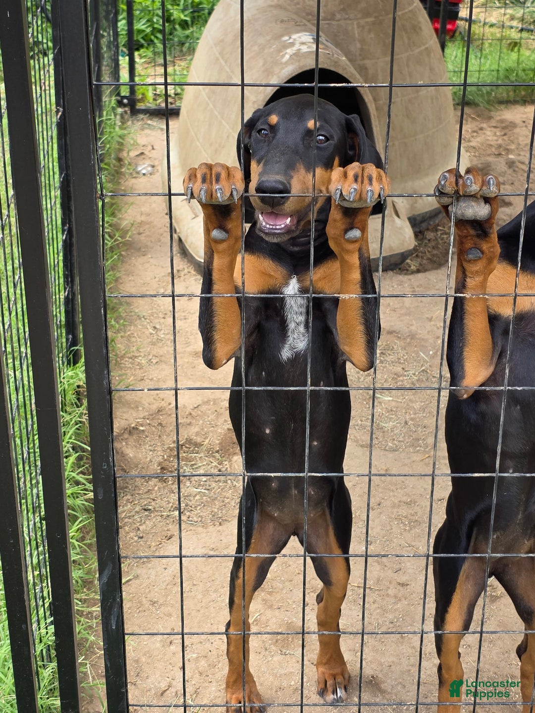 Doberman Pinscher dogs for sale: Sandy - Image 2