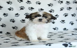 Shih Tzu dogs for sale: Izzy - Image 17