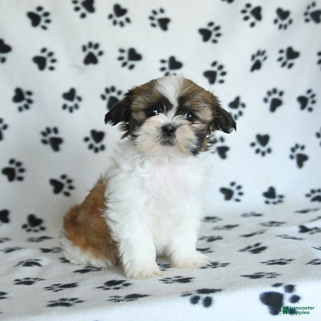 Shih Tzu dogs for sale: Izzy - Image 17