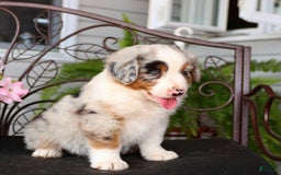 Australian Shepherd dogs for sale: Tip - Image 1