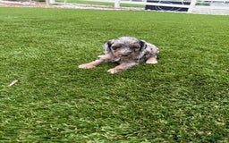 Bernedoodle dogs for sale: 12 - Image 7