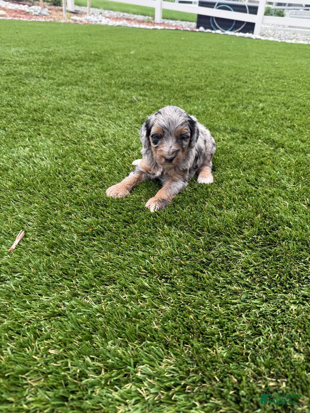 Bernedoodle dogs for sale: 12 - Image 7
