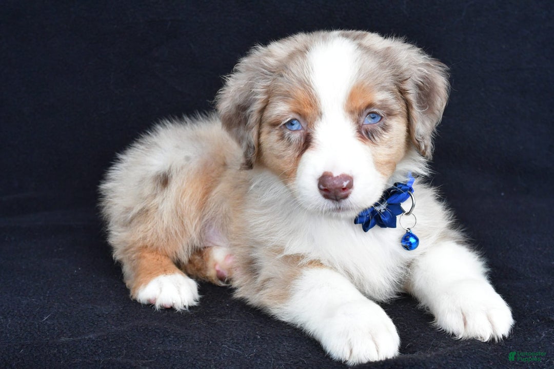 Australian Shepherd dogs for sale: Katie - Image 6