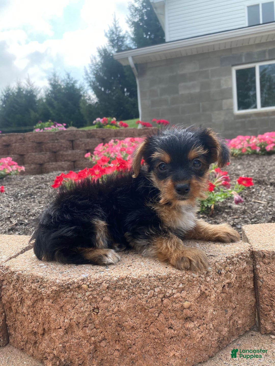 Yorkshire Terrier dogs for sale: Lux - Image 5