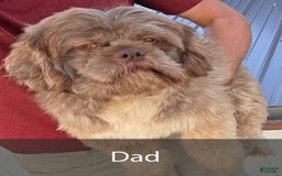 Shih Tzu dogs for sale: Sawyer - Image 11