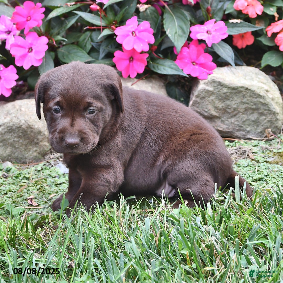 Labrador Retriever dogs for sale: Naomi - Image 2