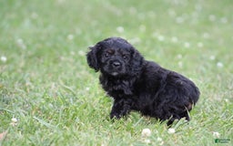Cocker Spaniel dogs for sale: Amberly - Image 2