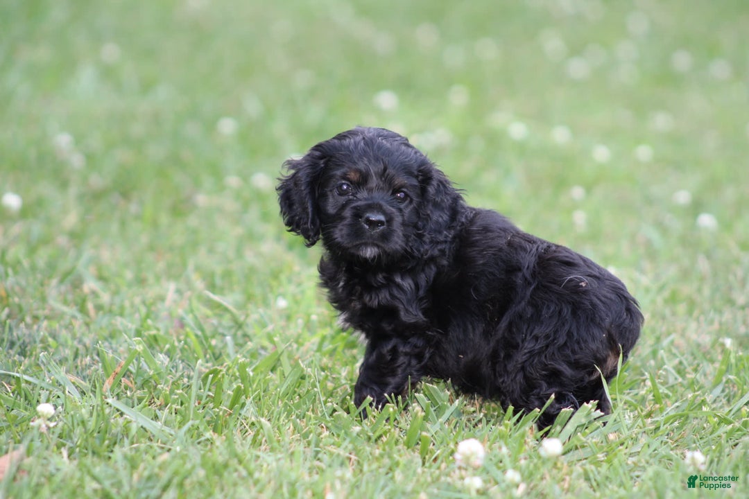 Cocker Spaniel dogs for sale: Amberly - Image 2