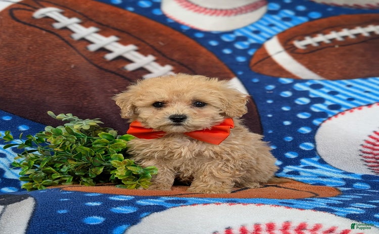 Miniature Poodle dogs for sale - Ad 4