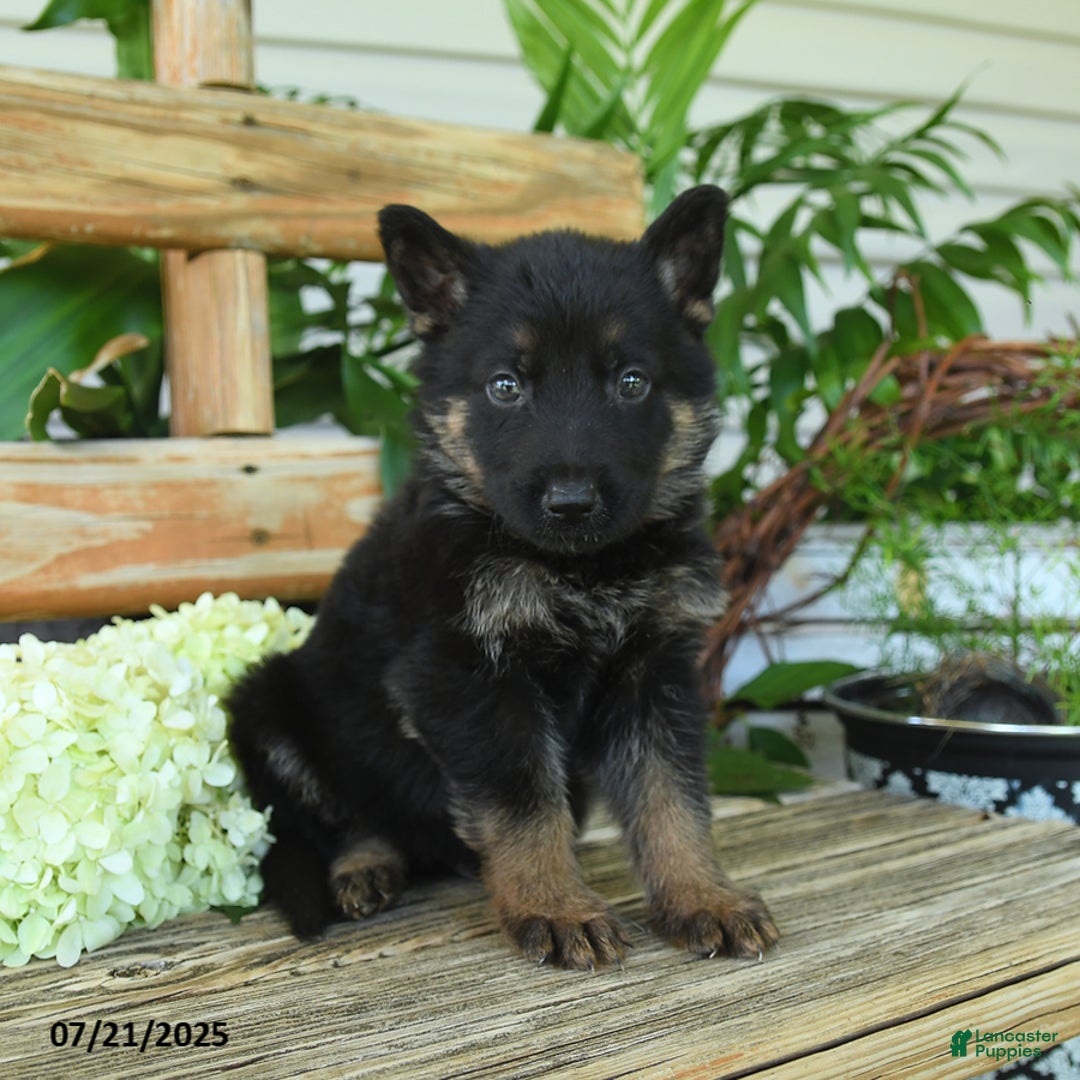 German Shepherd dogs for sale: German Shepherd 10 puppies - Image 15