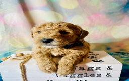Mini Goldendoodle dogs for sale: Dakota - Image 3