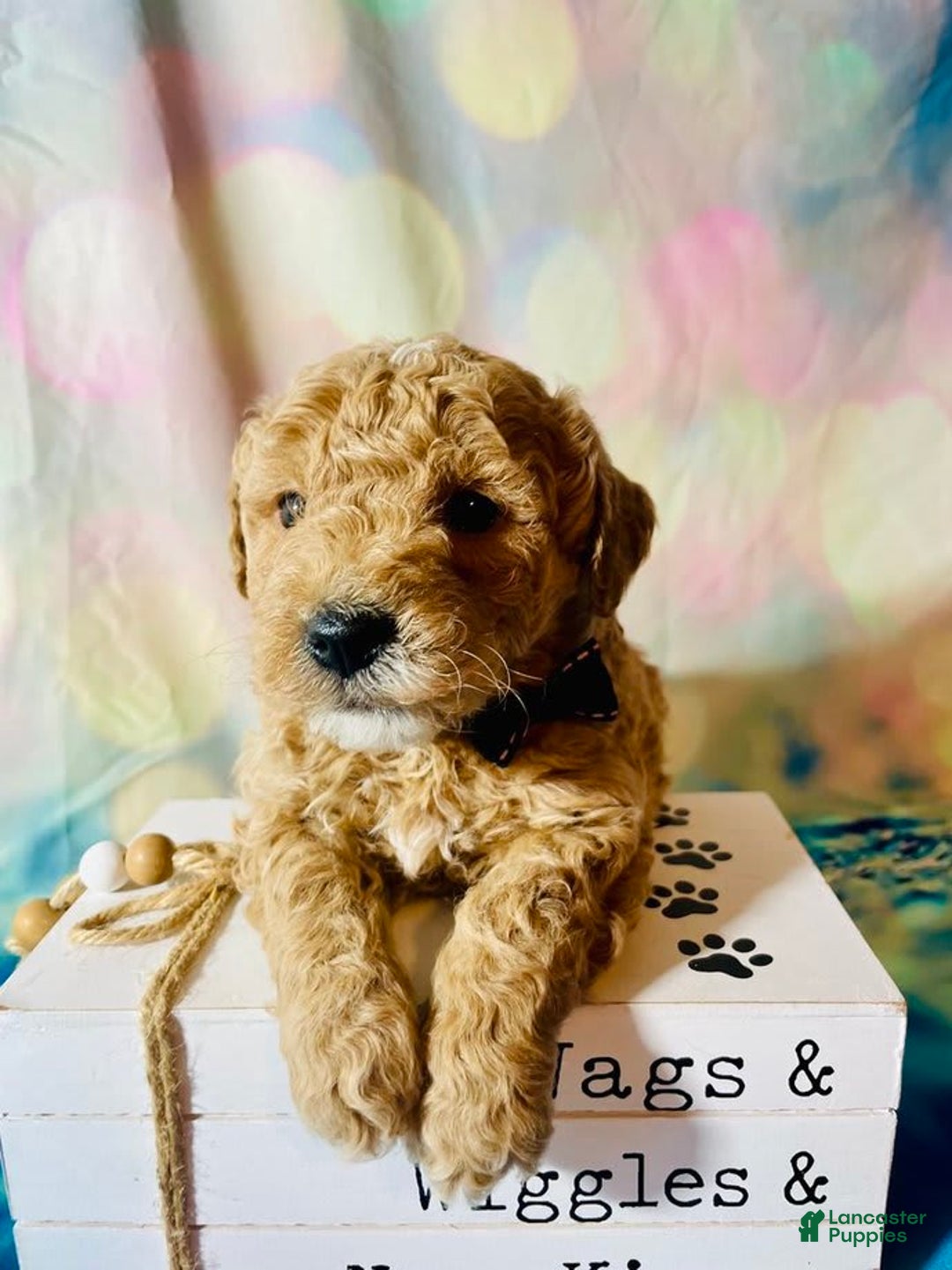 Mini Goldendoodle dogs for sale: Dakota - Image 3