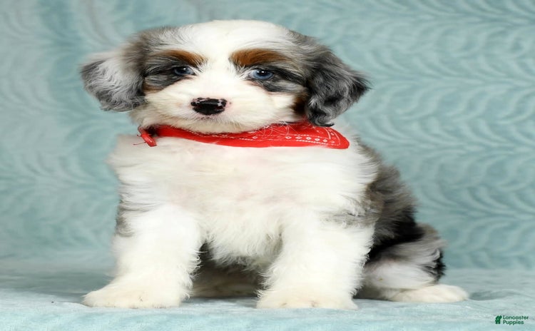 Aussiedoodle dogs - Advert 6