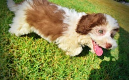 Havapoo dogs for sale: Hope - Image 11