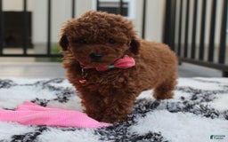 Toy Poodle dogs for sale: Haley - Image 11