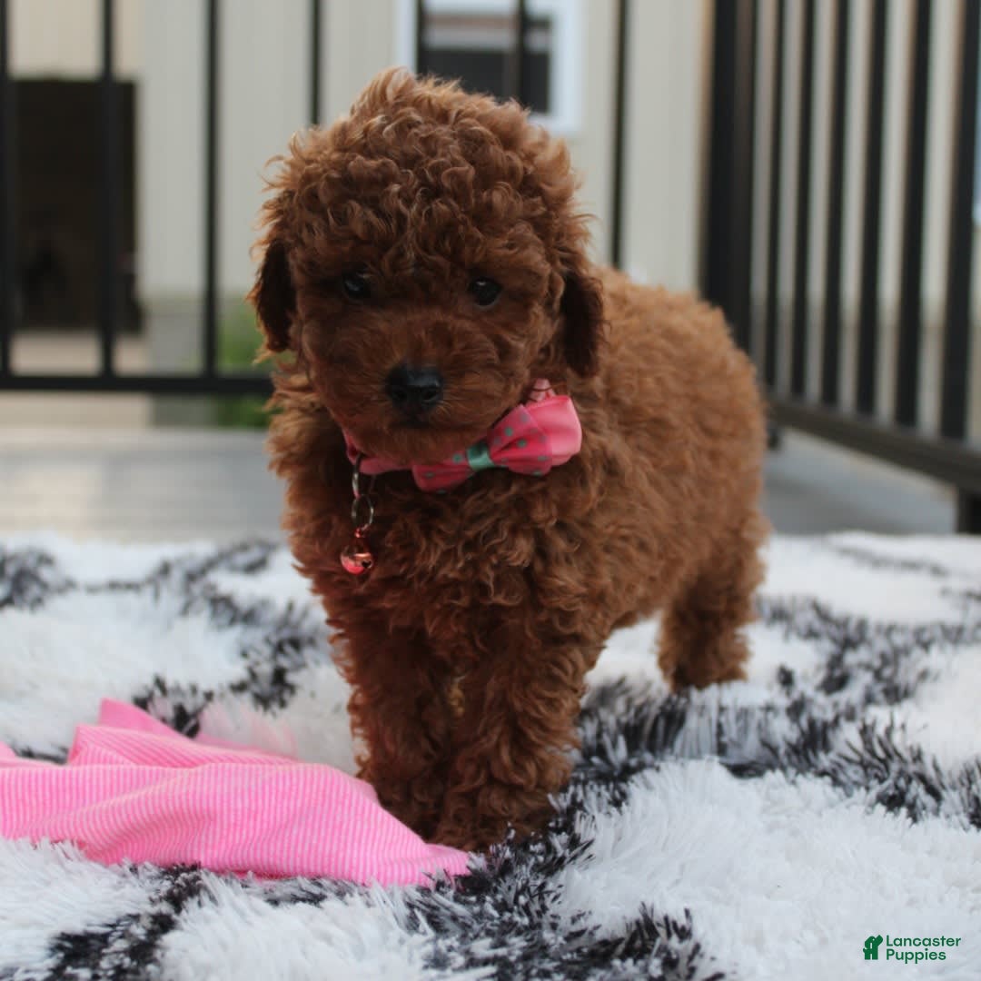 Toy Poodle dogs for sale: Haley - Image 11