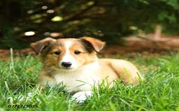Shetland Sheepdog dogs for sale: Lemon - Image 3