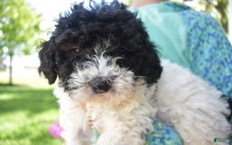Toy Poodle dogs for sale: Ethan - Image 15