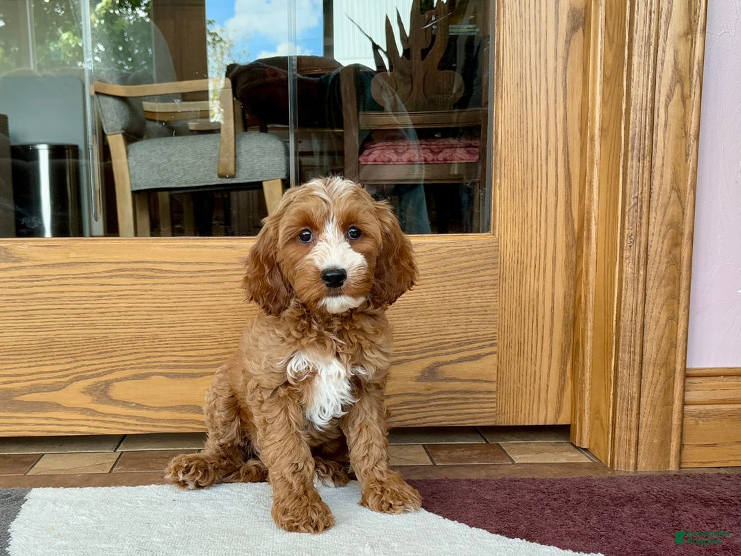 Cockapoo dogs for sale: Dolly - Image 2