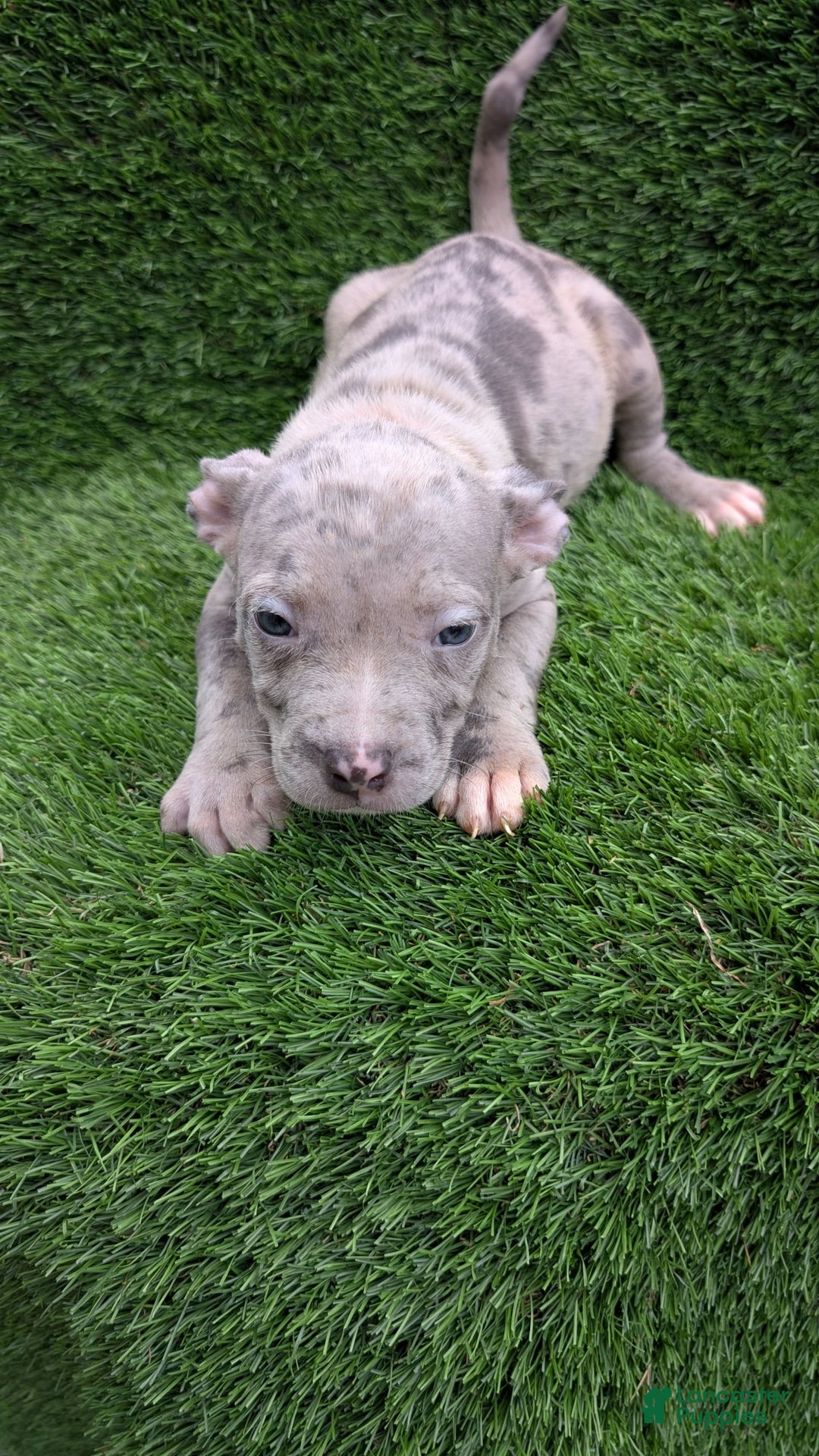 American Bully dogs for sale: Orange Girly - Image 2