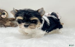 Yorkshire Terrier dogs for sale: Yorkie - Image 2