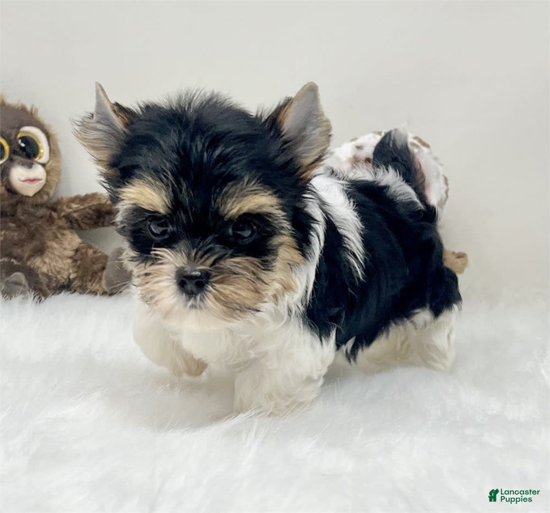 Yorkshire Terrier dogs for sale: Yorkie - Image 2