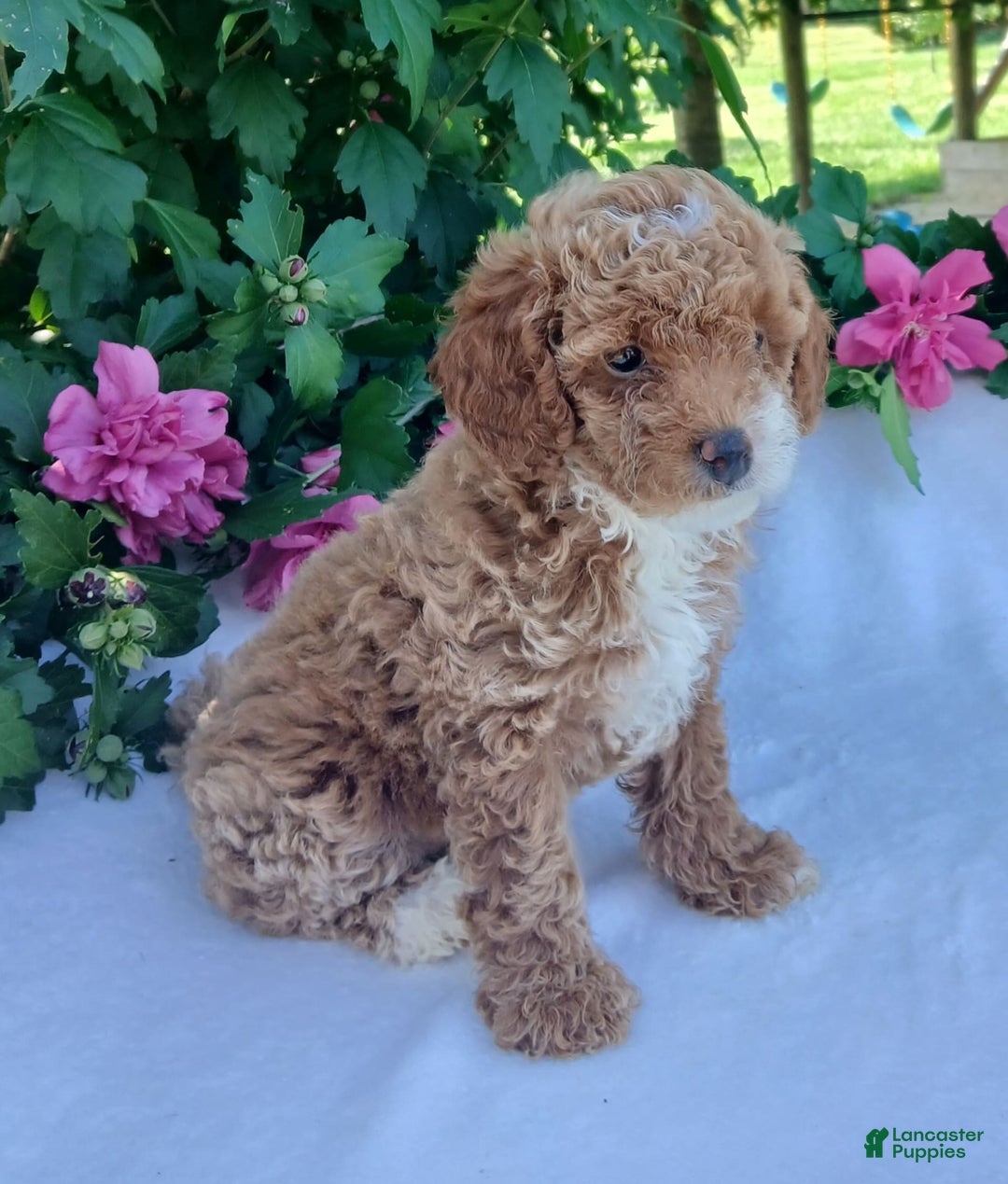 Toy Poodle dogs for sale: Fran - Image 2