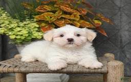 Malshi dogs for sale: Ryan - Image 3