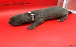 Cane Corso dogs for sale: ICCF Nyra - Image 2