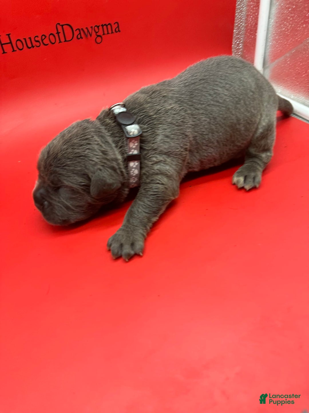 Cane Corso dogs for sale: ICCF Nyra - Image 2