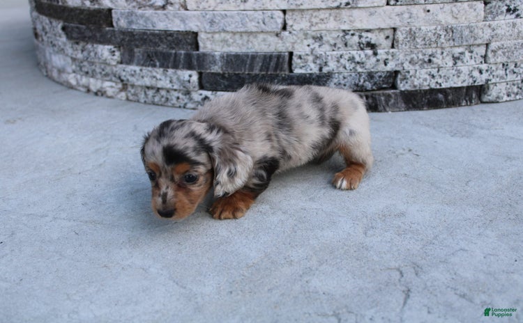 Miniature Dachshund dogs for sale - Ad 5