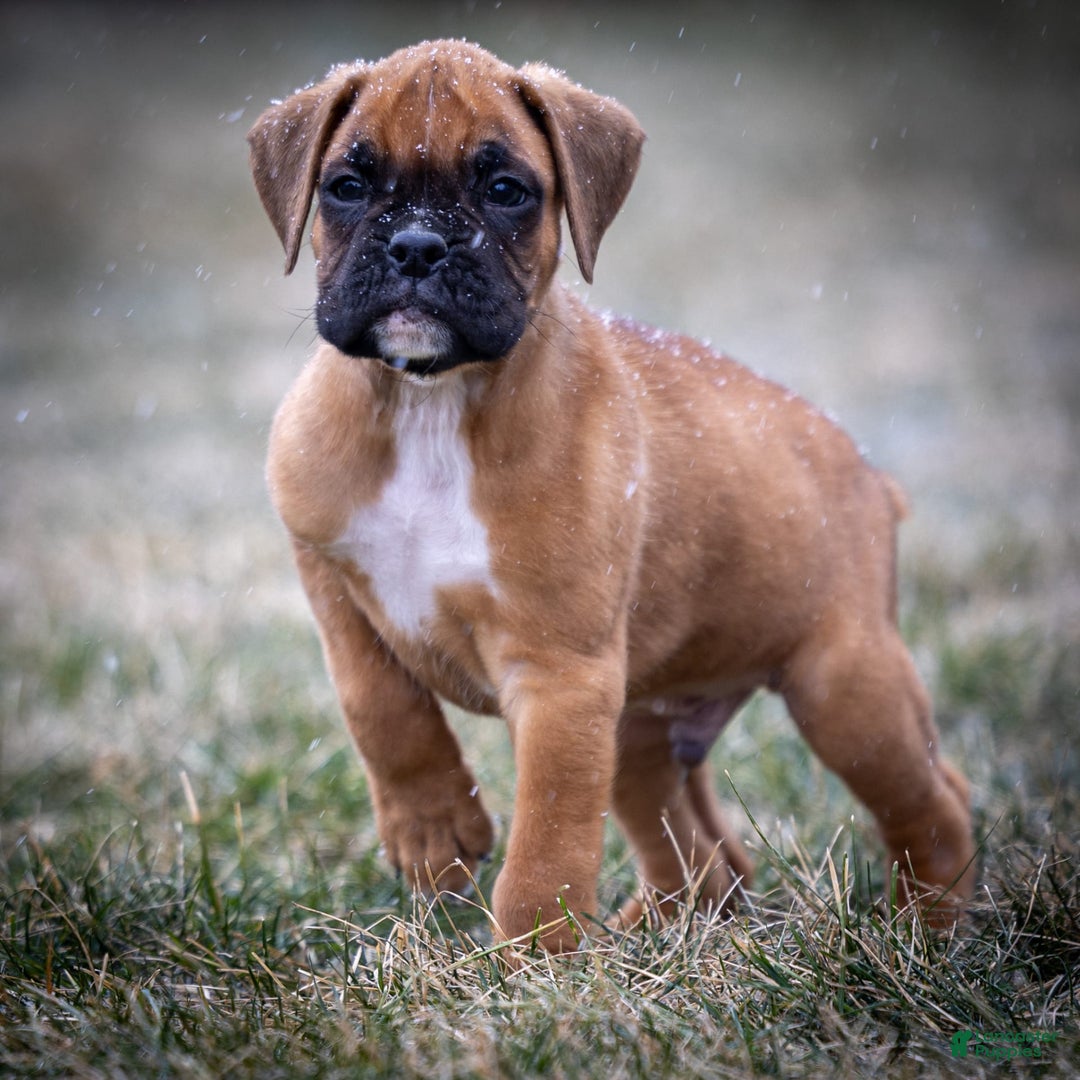 Boxer dogs for sale: Bear - Image 5