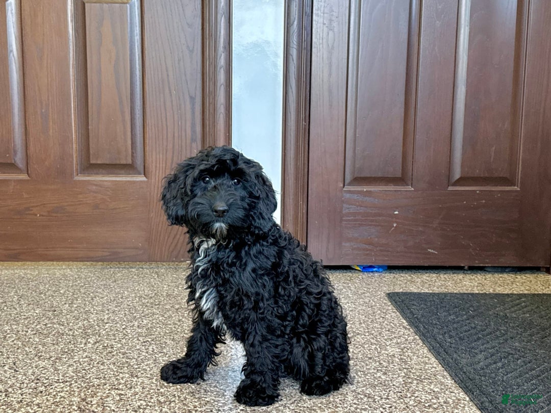 Cockapoo dogs for sale: Benjamin - Image 1