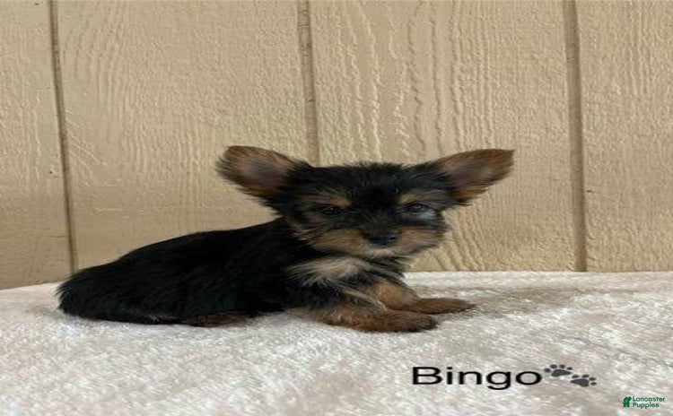 Yorkshire Terrier dogs for sale - Ad 1