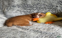 Chihuahua dogs for sale: Romeo - Image 3