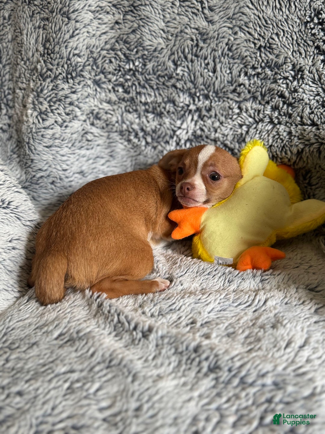 Chihuahua dogs for sale: Romeo - Image 3